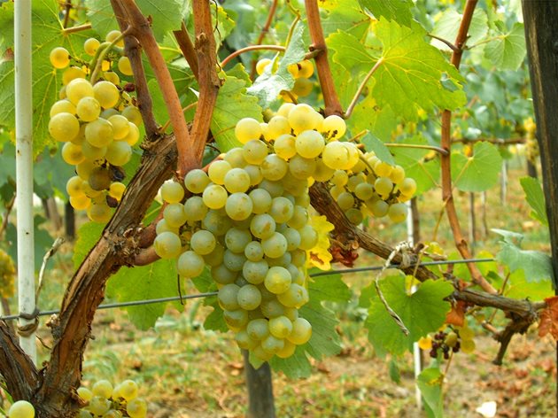 Алиготе е един от най-родовитите винени сортове, притежава добра студоустойчивост, но не е сухоустойчив.
