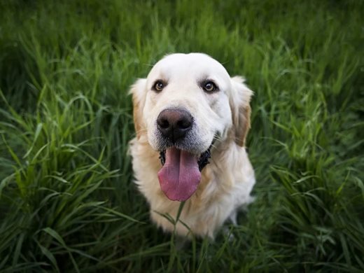 Женските кучета могат да разпознават своите кутрета според тяхното индивидуално скимтене
