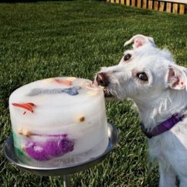 Има други начини да разхладите кучето си - например със специален сладолед