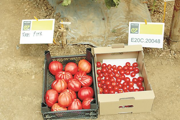 Мими пинк е сред най-търсените сортове домати