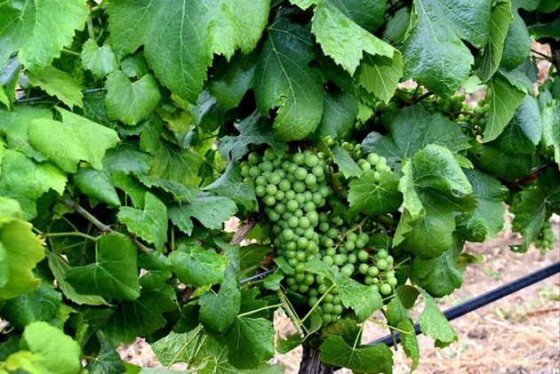 С подходяща растителна защита може да опазите гроздовата реколта