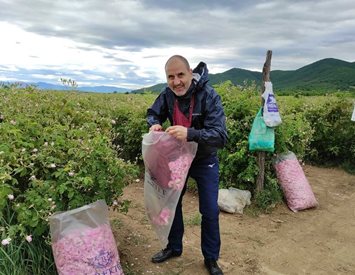 Цветанов се включи в розобера в Карловско (Видео)