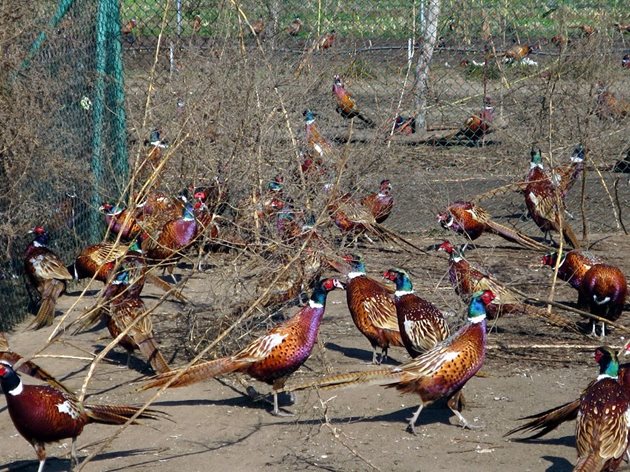 Във волиерата на фазаните се създават условия, сходни с естествените. Всяка птица трябва да разполага с площ от 2 до 5 кв. м