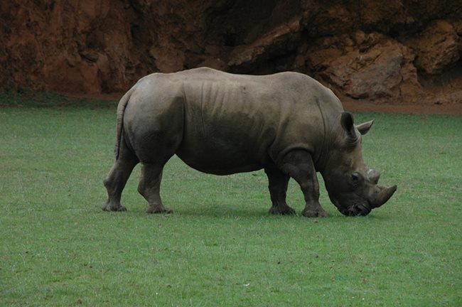 Носорозите е семейство едри тревопасни животни от разред Нечифтокопитни. Към днешна дата са оцелели пет вида носорози.