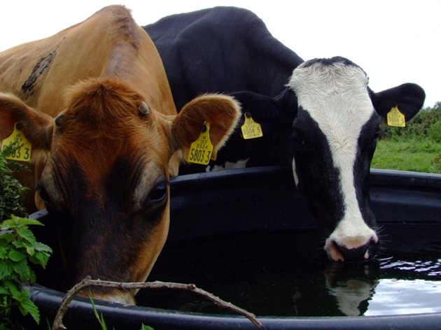 Кравите поемат еднократно по 10 л вода за 30 секунди. Те пият на дълги глътки, без да вадят муцуната си от водата. Затова поилките им трябва да са с достатъчна площ, за да могат да потапят муцуните си.