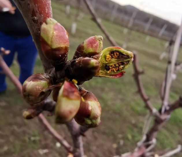 Студовете през март и април предизвикаха много поражения по плодните пъпки
