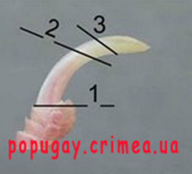 На снимката е показано докъде да отрежете нокътя на папагала: 1) основата на нокътя - рязането е невъзможно; 2) краят на живеца не бива да бъде засегнат; 3) над 2-3 мм под живеца рязането е възможно.