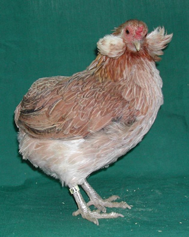 Само чистокръвните кокошки порода Араукана снасят синкави яйца