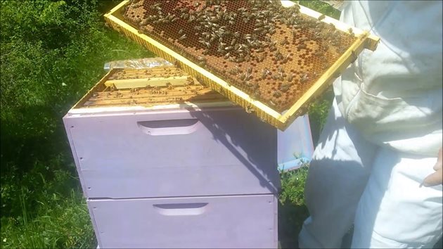 Пчеларят трябва да отбележи върху рамката номера на семейството отглеждач, за да се върне майката в него след пренасяне на ларвите. По този начин семейството приема много повече ларви.