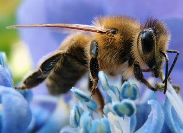 Пчелите са успели да оцелеят в някои от оазисите на пустинята Сахара – в повечето случаи благодарение на хората, които полагат грижи за кошерите, за да произвеждат мед.