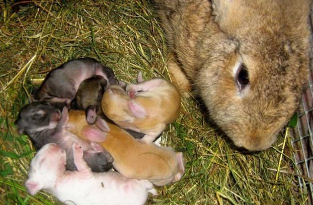 Заплождайте само зайкини с добра млечност. Признак, че зайчетата са нахранени е, когато лежат спокойно в гнездото с пълни коремчета. Телцата са им окръглени, космената им покривка блести, кожата им е плътна и не е набръчкана.