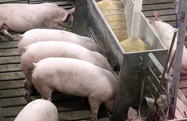 Много често условията за съхранение и транспорт на фуражите и фуражните компоненти не са известни, затова свиневъдите трябва да си дават сметка с какви рискове се сблъскват, когато използват нерегламентирани фуражи Снимка: wattagnet/Андреа Ганц