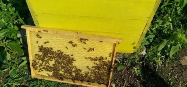 Восъчният градеж се разпознава по "забеляването" на напълнените с нектар медови килийки под горните летви вследствие на удължаване на стените им с нов бял восък.