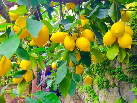 Турция ще забрани "лимоновия сок" в бутилки, не съдържал лимони