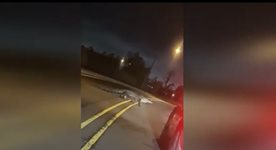 Огромен алигатор се разходи по улиците на Ню Орлиънс (Видео)