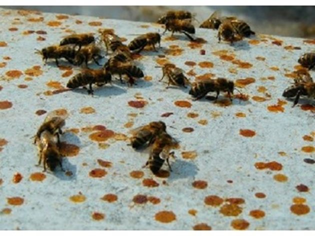 Диарията е заболяване на храносмилателния апарат, което се проявява външно с подуване на коремчето на болните пчели и със зацапване на питите, рамките, покривните материали и стените на кошера с кафяви петна, обясняват специалистите.