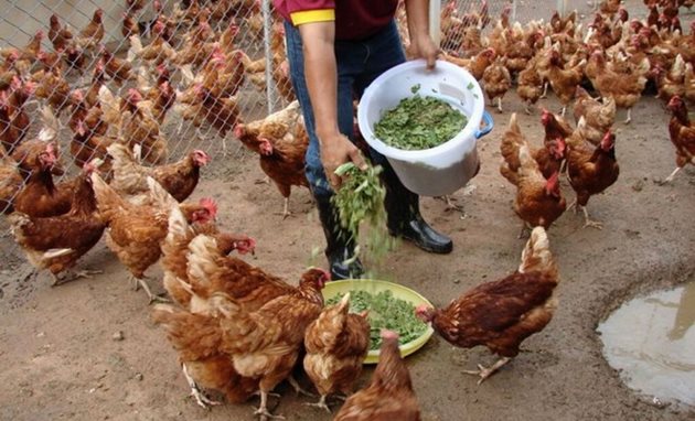 При наличие на зелена храна - но да не е замръзнала, не пропускайте да дадете на кокошките
