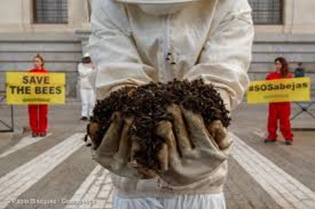На пчеларите в стнарите от ЕС им е трудно да издържат на силната конкуренция на пазара на мед, да запазят не само рентабилността на пчеларските си ферми, но и да защитят пчелните семейства от реалните заплахи за здравето на пчелите.
