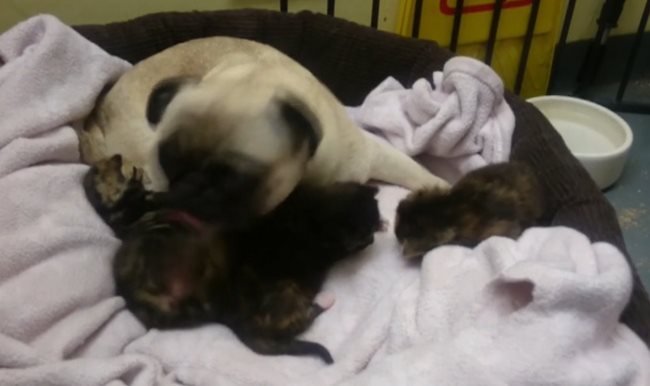Женско куче от породата мопс на име Пепа неочаквано се превърна в "майка" на три изоставени котенца. Кадър Vbox