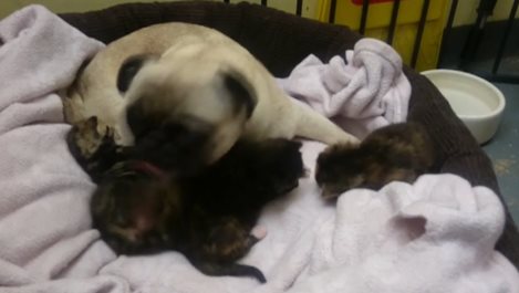 Мопс се грижи като майка за три малки котенца (видео)
