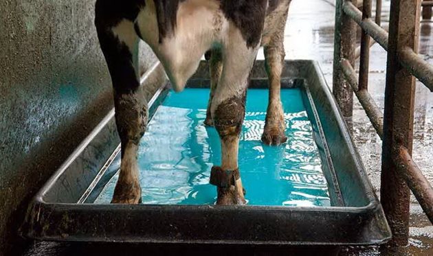 Кравите трябва да стъпват в профилактичната вана с чисти копита