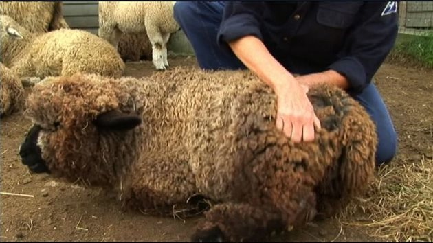 Преглеждайте редовно вълната на овцете. Откриете ли оголени участъци от опадала вълна, а отдолу възпалена кожа, значи имат краста. Търсете ветеринарния лекар.