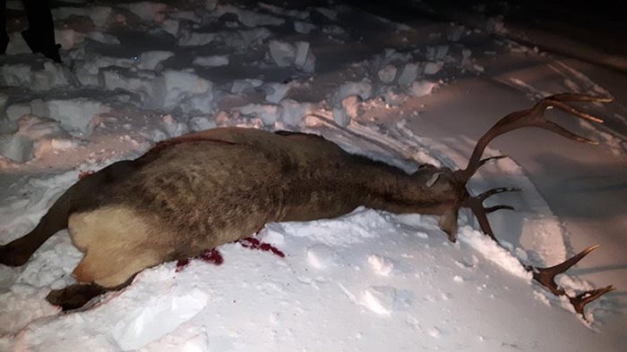 През януари край Попово имаше поредица от разстреляни елени и кошути.
