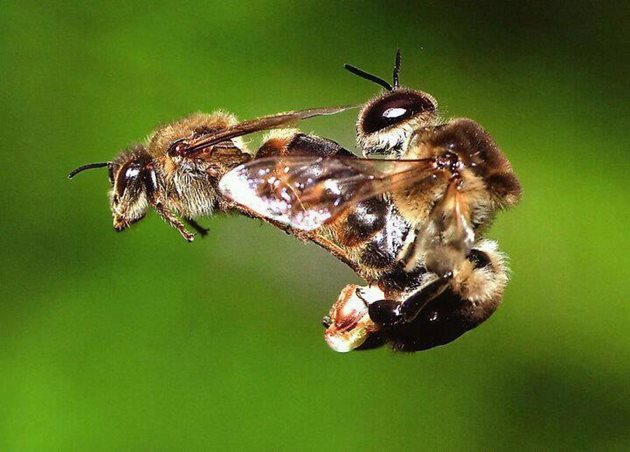 По време на брачния полет пчелната майка бива оплождана от 8 до 10 (има сведения до 17) търтея.