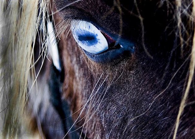 Не купувайте кон със "стъклени" очи - той не вижда добре