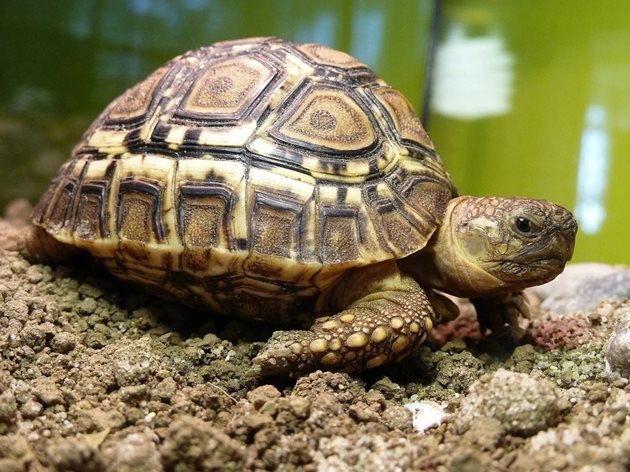 Отглеждайте сухоземната костенурка в специален терариум с повече растителност, където има възможност да се скрие. Така ще се чувства в безопасност и ще е здрава.
