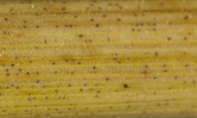 Перитеции върху лист на пшеница