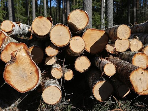 ЕС забранява вноса на продукти, при чието производство са били изсечени гори