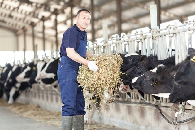 В България на практика млякото не се купува по качество. Оттук идва и заниженото водене на селекцията, обяснява изпълнителният директор на Националния съюз на говедовъдите Михаил Михайлов