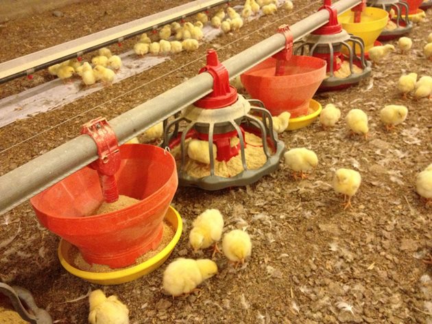 Първите дни от живота на пилетата са критични за развитието им и храненето е особено важно за оцеляването и последващото им развитие