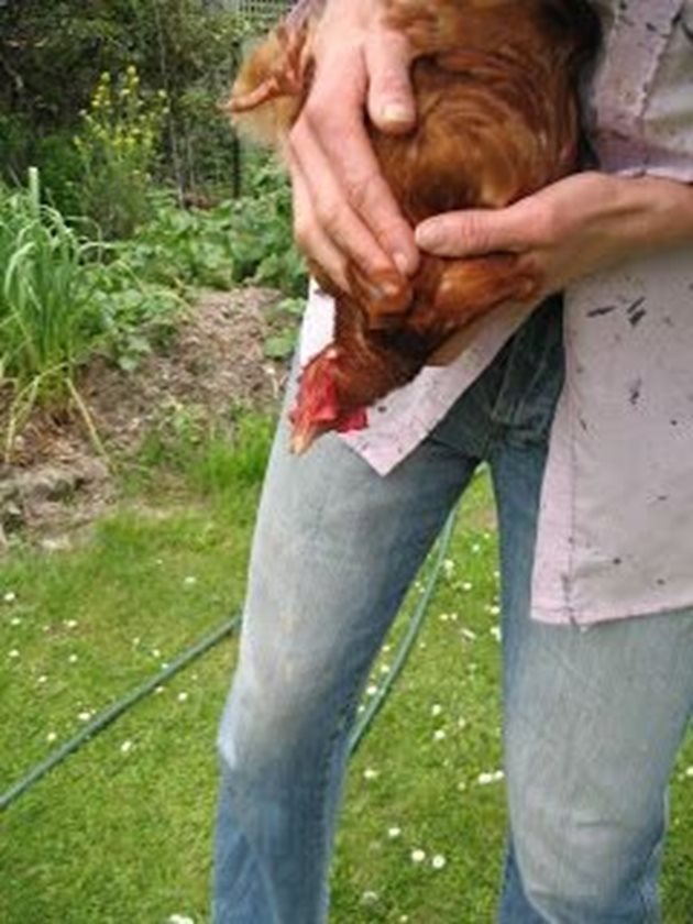 След като масажирате гушата на кокошката, започнете да я "изстисквате", докато я изпразните