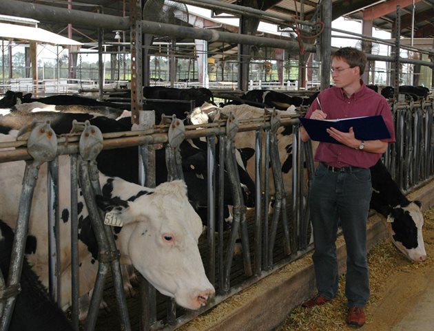 Според Центъра за икономически изследвания в селското стопанство (CAPA) млечното ни стадо продължава да намалява. Очаква се броят на млечните крави през 2018 г. да е около 255 хил. Спадът, макар и с по-бавен темп, ще продължи и към 2022 г. млечните крави ще са малко над 240 хил. А най-песимистичните прогнози са общият брой на говедата да намалее до 500 хил.