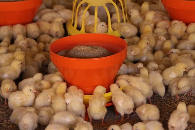 Една оригинална патентована бебешка хранилка е предназначена за 50-100 пилета и може да се допълва ръчно или автоматично
Снимки: Държавен университет на Джорджия (САЩ) и Университет Обърн (Aвстралия)
