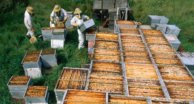 Пчеларите в Украйна са много по-млади, отколкото в много други европейски страни. 29% от пчеларите принадлежат към възрастовата група на възраст 18-40 години, 20% към групата на 40-50 години и 44% към групата по-възрастна от 50 години.