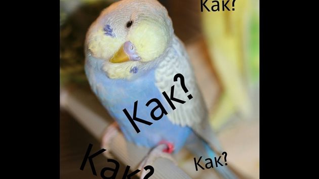 Много собственици на папагалчета се вълнуват как да научат пернатите им да говорят