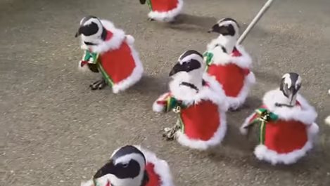 Коледни пингвини се разхождат в японски парк (Видео)