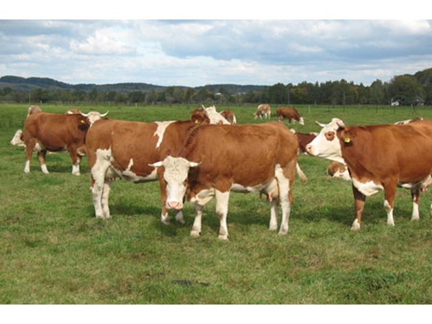 Сименталът и Кафявото говедо са от по-едрите комбинирани животни от месо-млечен тип. За тях трябва да предвидите до 30 на сто завишени количества фураж.