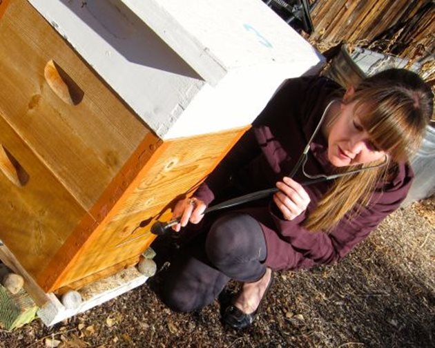 При прослушване, гладуващите пчелни семейства издават приглушен шум, наподобяващ шумоленето на сухи есенни листа, напомнят професионалните пчелари на beehoney-bg.eu.