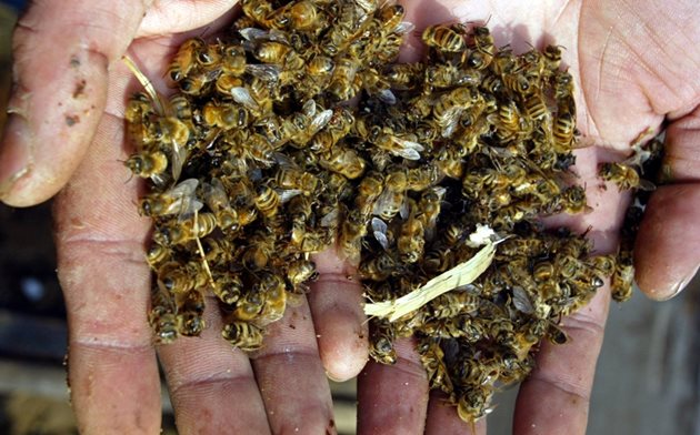 Ежегодното наблюдение на смъртта на пчелите през зимата е "лакмусово" изпитание за капацитета на пчеларските асоциации, коментират от  Европейската професионална асоциация на пчеларите липсата на официална статистика на зимната смъртност при пчелите в Русия