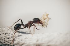 Учени твърдят, че мравки лекуват ранени дървета