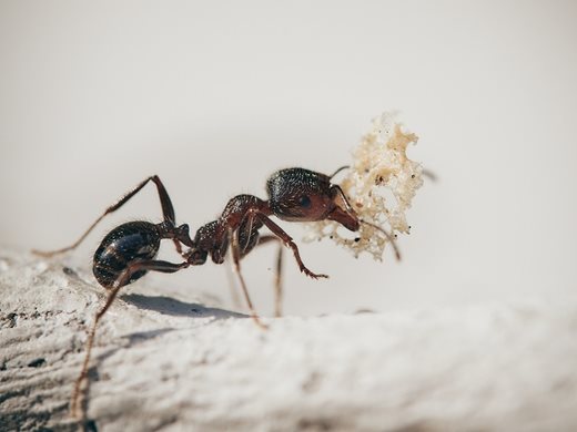 Учени твърдят, че мравки лекуват ранени дървета