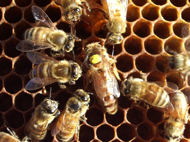От пчелите работнички зависи храненето на пчелната майка и подготовката на килийките за снасяне на яйца. С увеличаването на даваната храна бързо се увеличава и количеството на снесените яйца.