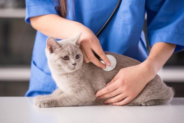 Безболезнените профилактични прегледи ще направят следващите визити при ветеринарния лекар по-леки