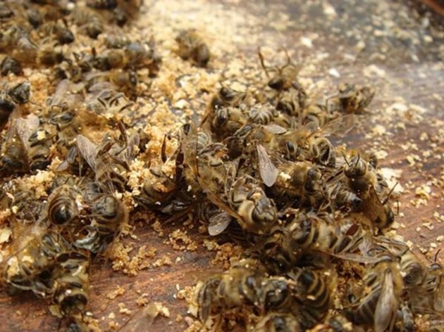 Почти всички пчели, излюпени след средата на август, преживяват зимата, а някои от тях остават живи почти до май