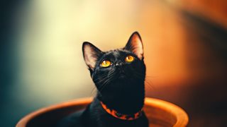7 любопитни факта за черните котки