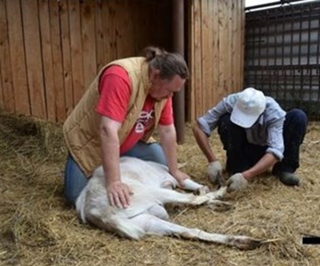 За да предпазите козата си от копитни заболявания, копитата й трябва да имат нормални размери